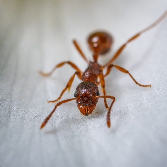 Field Ants, Pest Control in Putney, SW15. Call Now! 020 8166 9746