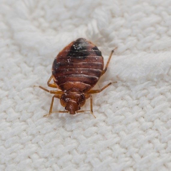Bed Bugs, Pest Control in Putney, SW15. Call Now! 020 8166 9746