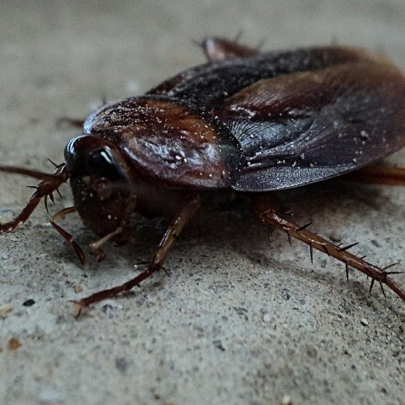 Cockroaches, Pest Control in Putney, SW15. Call Now! 020 8166 9746