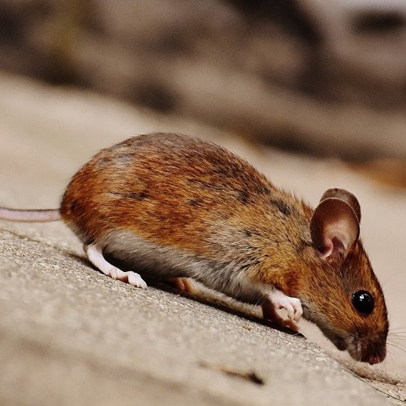 Mice, Pest Control in Putney, SW15. Call Now! 020 8166 9746