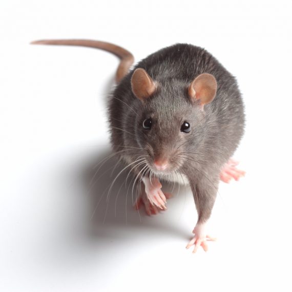 Rats, Pest Control in Putney, SW15. Call Now! 020 8166 9746