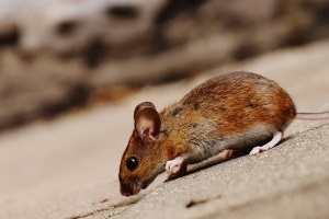 Mouse extermination, Pest Control in Putney, SW15. Call Now 020 8166 9746