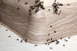 Ant Control, Pest Control in Putney, SW15. Call Now 020 8166 9746