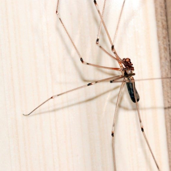Spiders, Pest Control in Putney, SW15. Call Now! 020 8166 9746