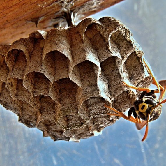 Wasps Nest, Pest Control in Putney, SW15. Call Now! 020 8166 9746