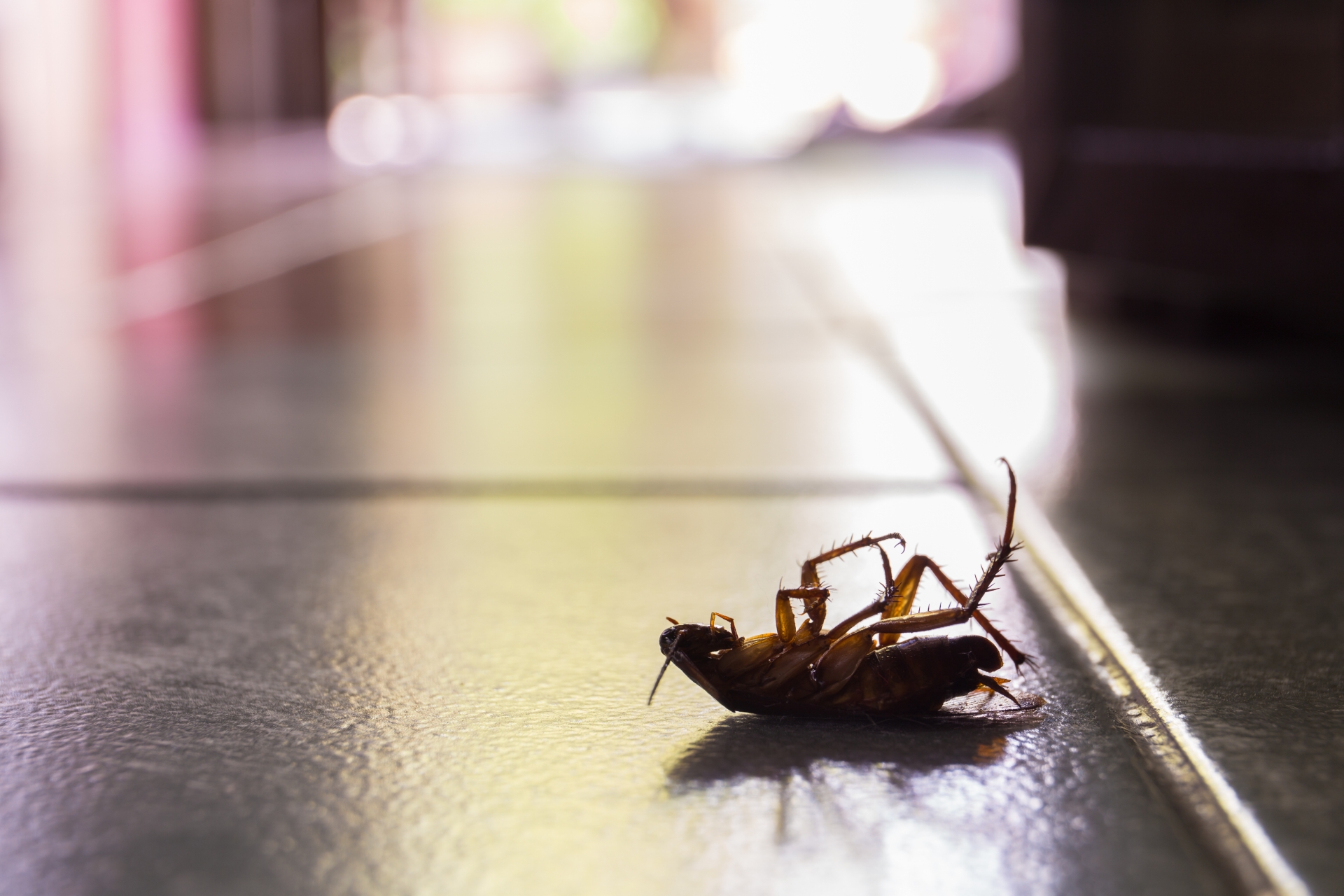 Cockroach Control, Pest Control in Putney, SW15. Call Now 020 8166 9746