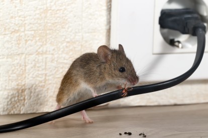 Pest Control in Putney, SW15. Call Now! 020 8166 9746