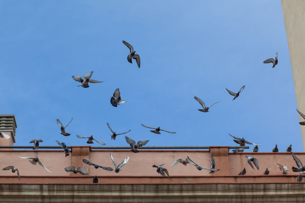 Pigeon Control, Pest Control in Putney, SW15. Call Now 020 8166 9746