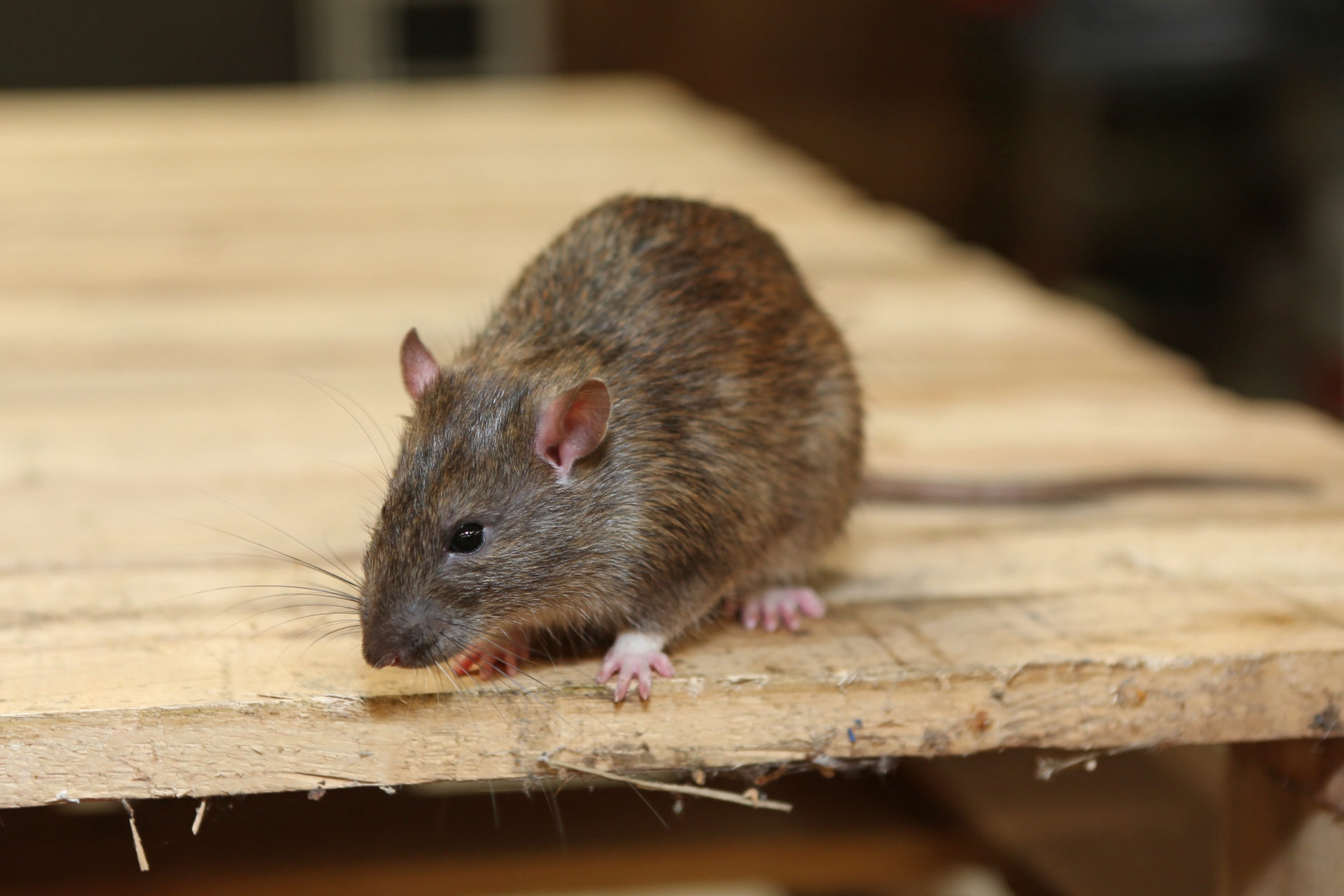 Rat Infestation, Pest Control in Putney, SW15. Call Now 020 8166 9746