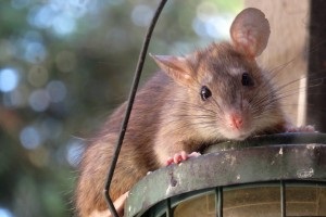 Rat Infestation, Pest Control in Putney, SW15. Call Now 020 8166 9746