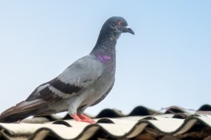 Pigeon Pest, Pest Control in Putney, SW15. Call Now 020 8166 9746