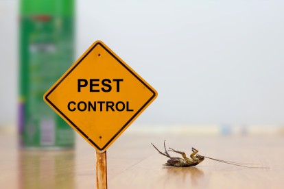 Pest Contol in Putney, SW15. Call Now 020 8166 9746